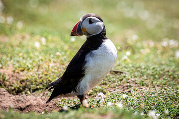 A Close Up of an Atlantic Puffin