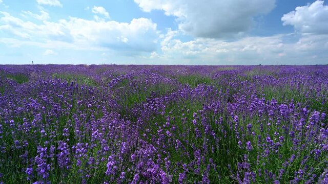 lavender field and blue sky - time lapse