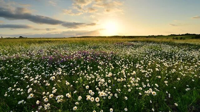 field of flowers