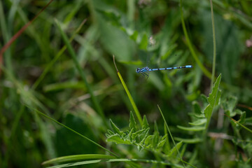 Libellule bleue en vol