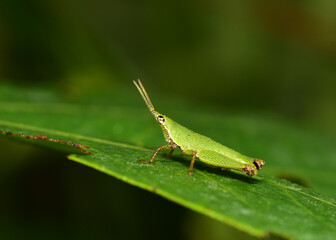 Grasshopper or Caelifera it is considered a new source of protein for humans that can be processed into a variety of foods.