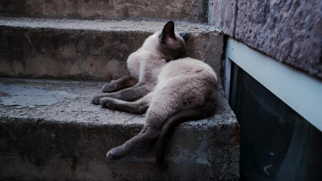 Cream colored brown cat with blue eyes lies on steps, licking and scratching from fleas and other parasites. Siamese cat on the street 4k ft. Thoroughbred stray cat.