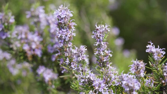 Rosemary flowers sway in the wind. Wildflowers, medicinal herbs. Warm spring day. Close-up, 4K UHD.