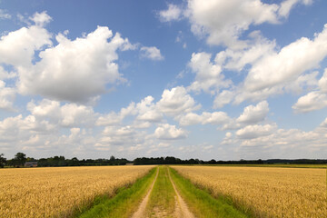 Fototapeta premium Track running through a flat field of ripe wheat, with a blue sky and fluffy clouds. Hertfordshire. UK