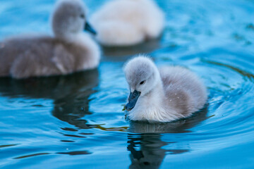 Junger Schwan