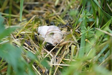 Weinbergschnecke auf Wiese