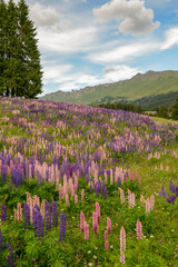 Flower garden at Valbella in the Swiss alps