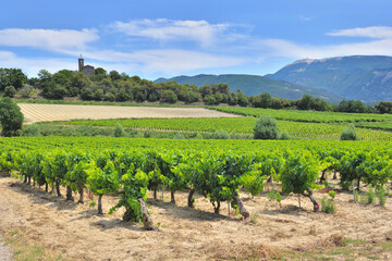 field of grape vine in summer growing  in Vaucluse france with Mont ventoux - obrazy, fototapety, plakaty
