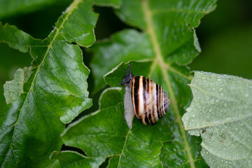 Escargot sur feuille