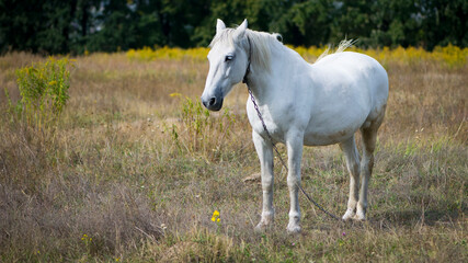 Obraz na płótnie Canvas beautiful white horse on dry grass in the field. Arabian horse, white horse stands in an agriculture field with dry grass in sunny weather. strong, hardy and fast animal.