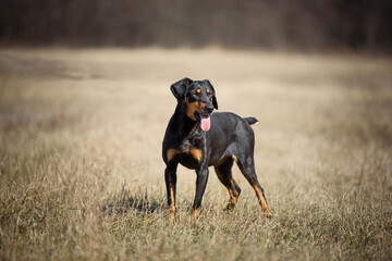 Beautiful black dog during a obedience training and regular walk