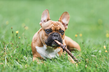 Fototapeta premium Young french bulldog with stick lying on green grass outdoors at summer. Portrait of pet dog at nature.