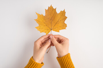 First person photo of female hands in yellow pullover holding yellow autumn maple leaf on isolated...