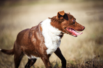 One eyed dog  from dogs shelter posing for a photo