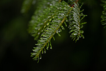 Sapin et gouttelettes 1