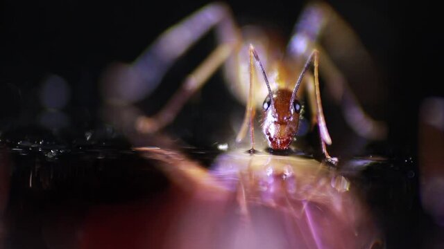 close-up video of ants consuming sugar