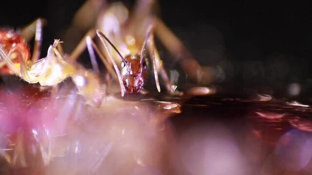 close-up video of ants consuming sugar