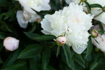 Delicate white peony flower with petals in macro for a floral background
