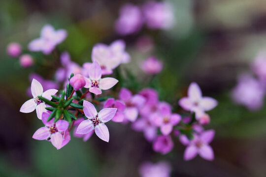 Australian native pink wildflower background of Boronia ledifolia, family Rutaceae. Growing in Sydney woodland, NSW, Australia. Known as the Showy, Sydney or Ledum Boronia. Winter to spring flowering