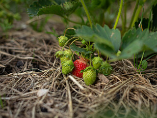 Strawberry plant. Blossoming of strawberry.