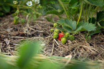 Strawberry plant. Blossoming of strawberry.