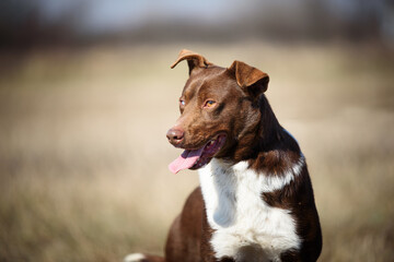 One eyed dog  from animal shelter posing for a photo