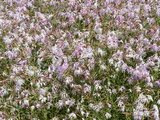 Oeillets superbes ou oeillets à plumet (Dianthus superbus), magnifiques fleurs à pétales rose lilas pâle et blanc finement ciselés sur haute tige dressée au feuillage linéaire vert bleuté