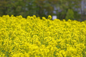 Obraz premium 菜の花、豊かさの花言葉 黄色い絨毯のような菜の花畑