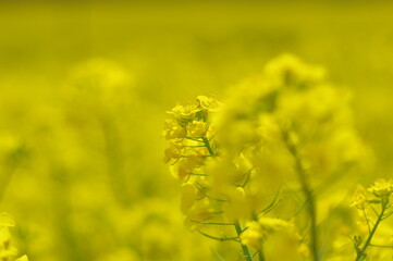Obraz premium 菜の花、豊かさの花言葉 黄色い絨毯のような菜の花畑