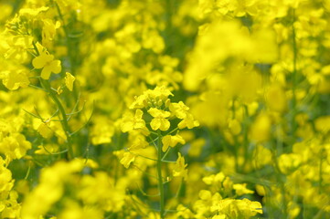 Obraz premium 菜の花、豊かさの花言葉 黄色い絨毯のような菜の花畑