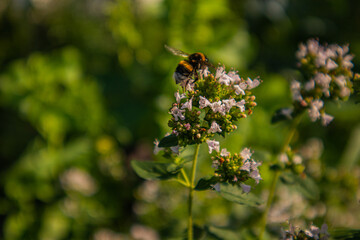 bee on a flower on a sunny summer day

