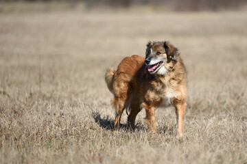 Naklejka na ściany i meble Beautiful shaggy dog during regular walk and obedience training