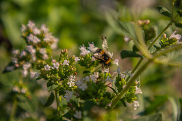 bee on a flower on a sunny summer day
