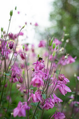 Naklejka premium Bumblebee flies and pollinates pink flowers. Blurred foreground. Garden.