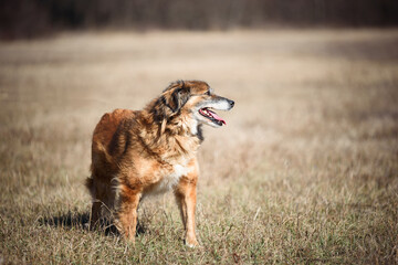 Beautiful shaggy dog during regular walk and obedience training