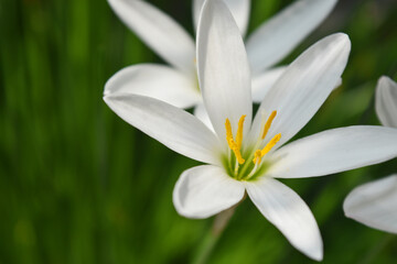 Closeup Of Rain Lilly Flower