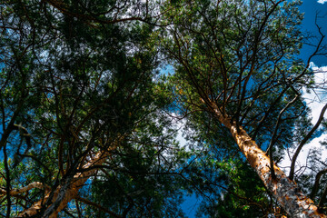 Tops of trees against the sky. Tree tops against blue sky. Pine forest is a natural resource. Trees against the blue sky, view from below. Tall pine trees in a green forest. Tops of conifers.