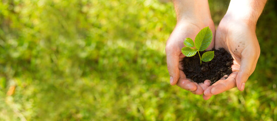 The farmer holds the soil with a young sprout in his palms. The concept of sustainable product rotation..