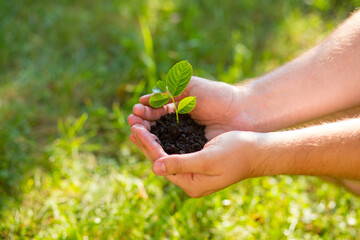 The farmer holds the soil with a young sprout in his palms. The concept of sustainable product rotation..