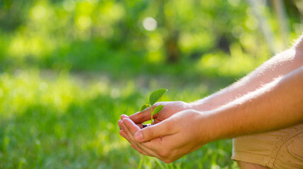 The farmer holds the soil with a young sprout in his palms. The concept of sustainable product rotation..