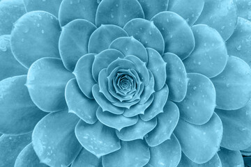 Top view of bright blue green succulent plant. Natural toned background with soft focus for decor,...