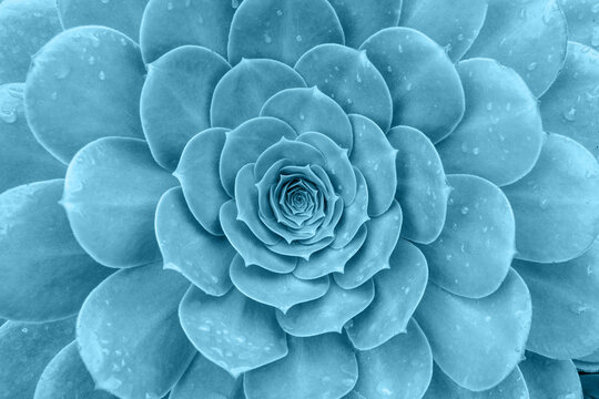 Top view of bright blue green succulent plant. Natural toned background with soft focus for decor, postcard, wallpaper, poster or banner © Ekaterina Grivet