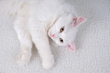 Pure white cat with turquoise blue eyes and pink defective ears