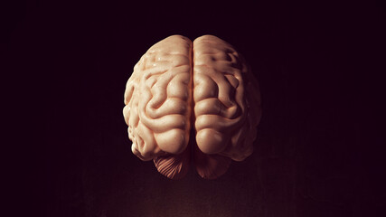 Human Brain Intelligence Organ Anatomy Mind Neurology Science Rear View 3d illustration render