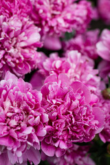 Pink peony flower on a background of emerald greenery in the garden