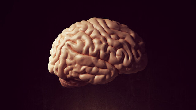 Human Brain Intelligence Organ Anatomy Mind Neurology Science Right View 3d illustration render