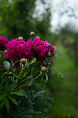 Pink peony flower on a background of emerald greenery in the garden