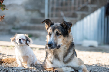 Two homeless dogs rests in the afternoon sun in their shelter