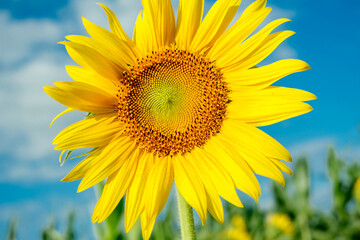 Naklejka premium Bright yellow sunflowers in full bloom garden