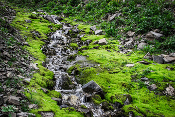 Beautiful vivid summer landscape - green moss and the mountain river.